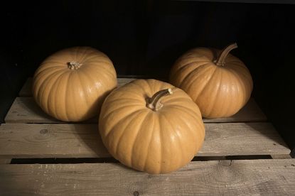 Autumn Prairie Pumpkins Long Island Cheese Pumpkin Seeds