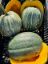 Autumn Prairie Pumpkin's Jamaican Tropical Pumpkin