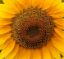 Picture of Autumn Prairie Pumpkin's Mammoth Sunflower Seeds
